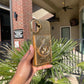 Vintage Wallet (Gold)